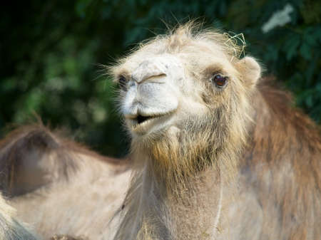 Close-up on camel face in the warm evening light. Selective focus with blurred trees in the background.の写真素材
