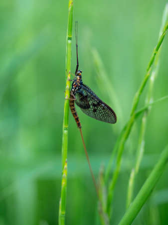 Close-up of an aquatic insect called Mayfly, also known as Canadian soldier or fishfly. Ephemera vulgata. Selective focus, shallow depth of field.の写真素材