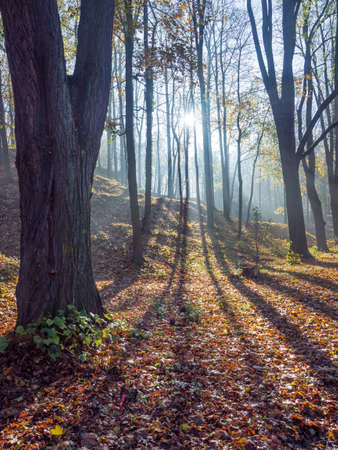 Sunlight in the misty november forest. Light and shadows visible on forest mulch. Sun rays pouring through trees.の写真素材