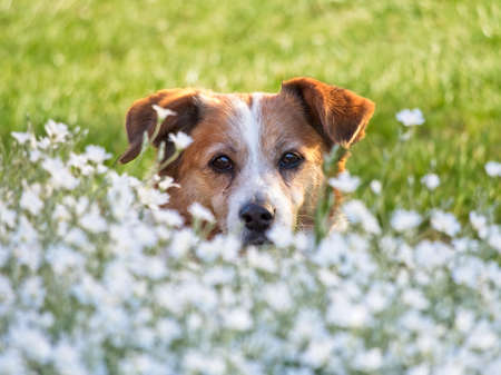 Close-up of brown dog face in the field of white flowers and green grass. Blussed backfround. Watchful eyes.の写真素材