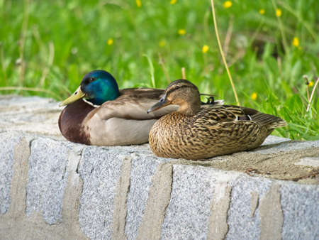 A pair of mallard ducks sitting on the stone wall over the pond. Background of soft blurred grass and flowers. Wild ducks. Anas platyrhynchos.の写真素材