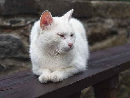 White straycat sitting on wooden balustrade. Blurred stone wall in the background.の写真素材