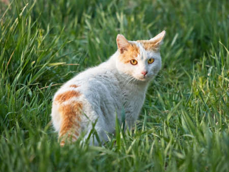 White and red straycat turned around and watching. Field of fresh green grass. Blurred background.の写真素材
