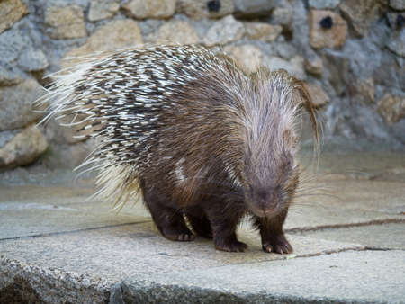 Cape porcupine or South African porcupine walking in the zoo. Hystrix africaeaustralis. Brown fur and black and white spines on the back.の写真素材