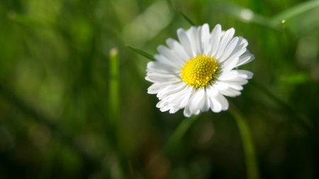 Close-up of blooming daisy flower. Blurred background of green grass, selective focus. Shallow depth of fieldの写真素材