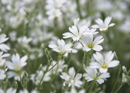 Field chickweed or mouse-ear blooming in the spring. Close-up of little white flowers growing in large groups. Cerastium arvense. Blurred background.の写真素材