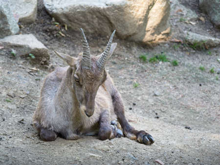 Female alpine ibex sitting on the sand. Capra ibex ibex. Steinbock or wild goat lives in the European Alps.の写真素材