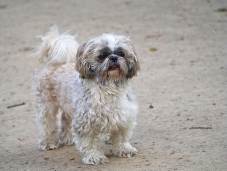 Shih Tzu dog standing on the path. Curious face. Blurred grey path in the background.の写真素材