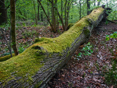 Moss growing on the fallen tree. Spring in the forest. Vibrant fresh color of moss and leaves.の写真素材