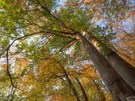 Upward view on the colorful leaves against blue sky. Forest tree crowns in the autumn from low angle.の写真素材