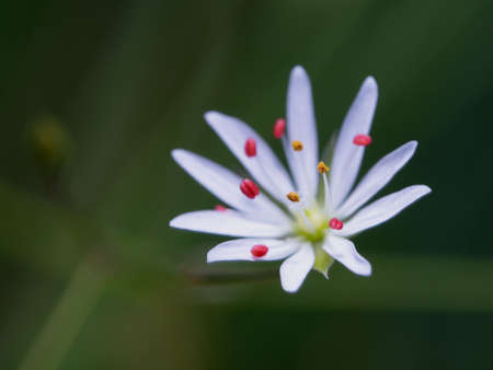 Close-up of blooming grass-leaved stitchwort flower. Numerous pretty, star-like white flowers also known as lesser stitchwort. Stellaria graminea. Selective focus with blurred background. shallow depth of field.の写真素材