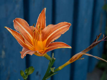 Close-up of flower head of orange day-lily or tiger daylily. Hemerocallis fulva in blossom. Selective focus with blurred background of blue fence.の写真素材