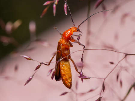 Close-up of common red soldier beetle climbing on seed heads of wild grass. Rhagonycha fulva also known as Hogweed Bonking Beetle or bloodsucker beetle. Selective focus with blurred background.の写真素材