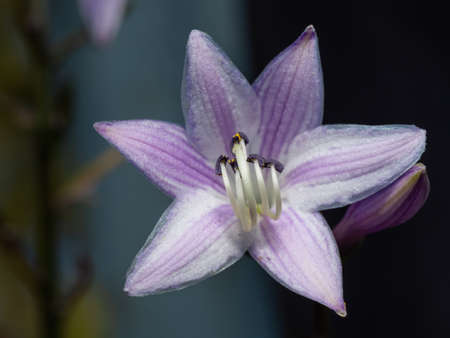 Close-up of Hosta or Funkia flower in blossom. Purple and white colors of flower head and stamens. Plantain lilies native to northeast Asia.の写真素材