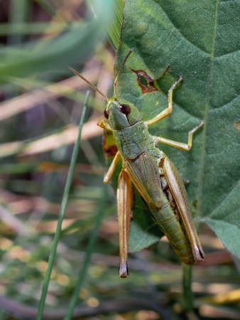 Top view of common green grasshopper female. Omocestus viridulus sitting on the leaf. Selective focus, blurred background.の写真素材