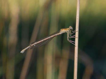 Close-up of white-legged or blue featherleg damselfly female. Platycnemis pennipes female in pale yellow-green coloring with black markings. Blurred background.の写真素材