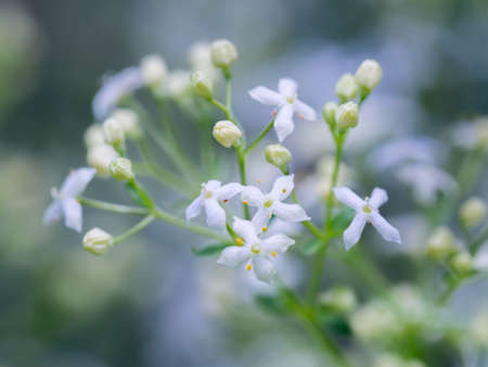 Close-up of heath bedstraw flowers in blossom. Galium saxatile. Mat-forming herb found on grassland, moors and woods. Selective focus, shallow depth of field.の写真素材
