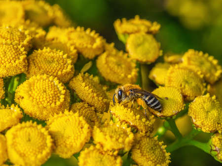 Close-up of western honey bee collecting nectar from common tansy flowers (Tanacetum vulgare). Visible how pollen grains stick to bee's body.の写真素材