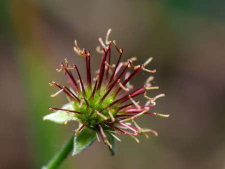 Close-up of St. Benedict's herb or colewort fruit. Geum urbanum. Isolated fruit of healing herb called also wood avens or herb Bennet. Blurred background, shallow depth of field.の写真素材
