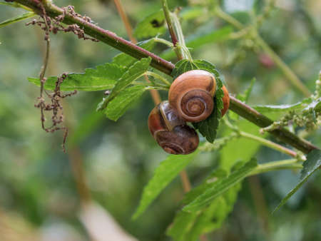 Close-up of three small Roman snails (Helix pomatia) grouped on one leaf. Selective focus, blurred background.の写真素材