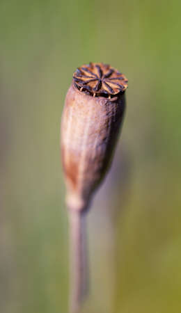 Close-up of isolated seed head of common poppy flower (Papaver rhoeas). Selective focus, shallow depth of field. Blurred background.の写真素材