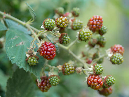 Close-up of growing wild blackberry (Rubus) branch. Unripe red and green blackberry fruits. Selective focus, blurred background.の写真素材