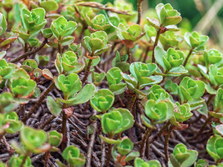 Close-up of Caucasian stonecrop or two-row stonecrop leaves (Sedum spurium). Selective focus, shallow depth of field.の写真素材