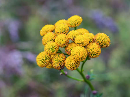 Close-up of common tansy yellow flowers in summer (Tanacetum vulgare var. Crispum). Blurred background.の写真素材