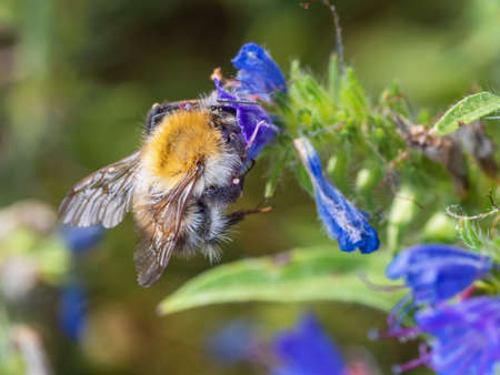 Close-up of western hone bee (Apis mellifera) on blueweed, a common meadow flower (Echium vulgare). Visible details of insect's hair and golden wings. Selective focus, blurred background.の写真素材