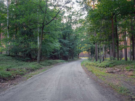 Forest path bending on the horizon. Lower Silesian Forest trees in the late evening light.の写真素材