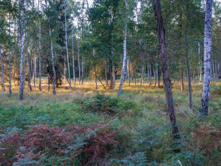 Golden light reflection on birch forest foliage. Sunset light in Lower Silesian Forest.の写真素材