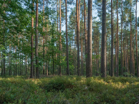 Forest trunks against blue evening sky. Upward view on the coniferous trees of the Lower Silesian Forest.の写真素材