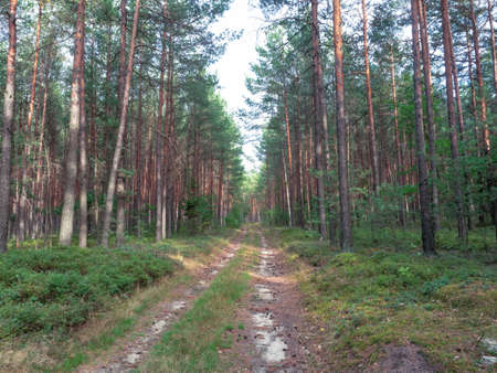 Path inside of Lower Silesian Forest, the largest continuous forest of Poland. Tall old pine trees and berry bushes in evening light of late summer.の写真素材