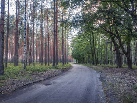 Bending rural path separating coniferous and deciduous forests. Lower Silesian Forest (Bory DolnoÅlÄskie) the largest continuous forest of Polandの写真素材