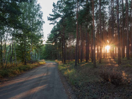 Sunset in the Lower Silesian Forest. Sun rays passing through forest trunksの写真素材