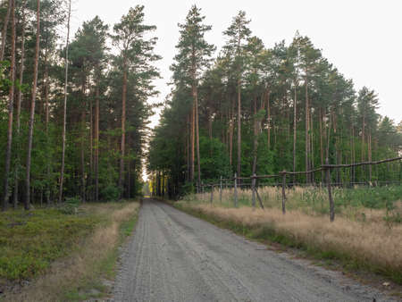 Young coniferous forest nursery behind wooden fence. View from the path crossing the Lower Silesian Forest.の写真素材