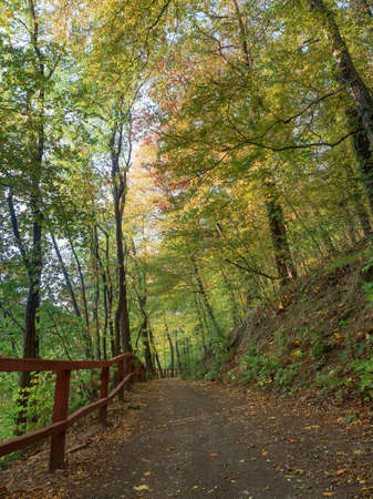 Autumn forest trees bending over the path and wooden railing. Warm october day in the deciduous woods.の写真素材
