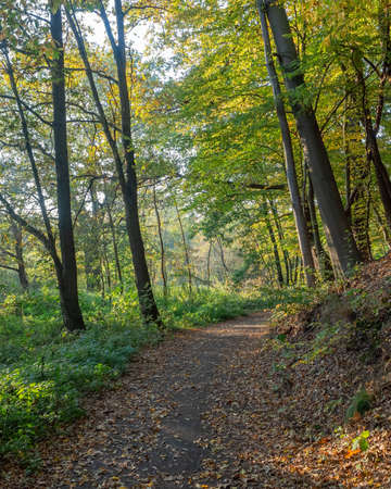 Bright relaxing october day in the woods. Footpath in autumn forest scenery.の写真素材