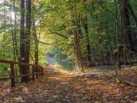 Cycling track in the forest covered with autumn leaves. Warm sunlight reflections on the path and foliage.の写真素材