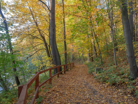 Forest path separated with wooden railing from riverbank. Colorful autumn scenery on the edge of the forest.の写真素材