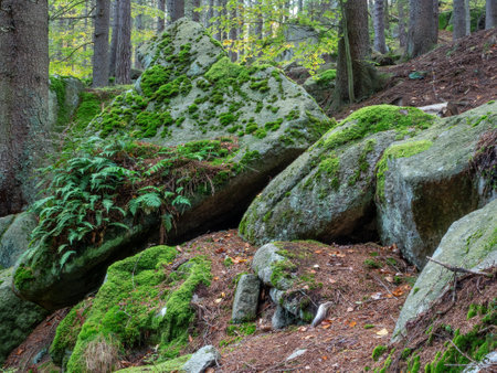 Granite rocks covered with moss and ferns in vivid green colors. Ecosystem of the Karkonosze National Park.の写真素材