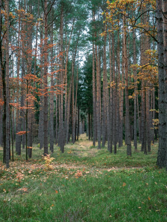 Golden-coppery colors of autumn forest trees and foliage. Path inside of Lower Silesian Forest. Mix coniferous and deciduous trees.の写真素材