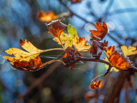 A group of dry autumn leaves of common hawthorn against bright blue sky (Crataegus monogyna). Light and shadow on colorful leaves' texture. Selective focus, shallow depth of field.の写真素材