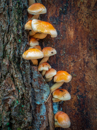 Close-up of group of wild mushrooms growing on tree trunk. Hypholoma capnoides. Yellow-brown to cinnamon caps of a typical fall or winter european mushrooms.の写真素材