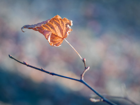 Close-up of dry curled leaf of european or common beech (Fagus sylvatica). Golden autumn leaf against blurred colorful background. Shallow depth of field.の写真素材