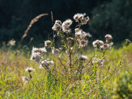 Feathery pappus of creeping thistle inflorescence in autumn. Cirsium arvense. Blurred background with bokeh effect.の写真素材