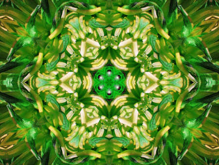 Floral green kaleidoskopeの写真素材