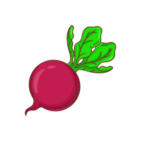 Beetroot with leaves isolated on white background. Vector illustration.のイラスト素材