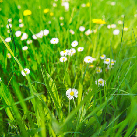 Meadow full of daisies in green grass on a sunny dayの写真素材