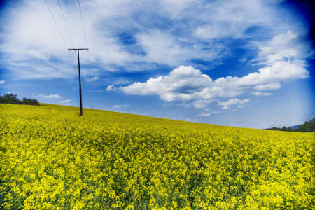 Raps field on a sunny day in German countrysideの写真素材